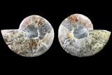 Bargain, Cut & Polished Ammonite Fossil - Madagascar #148017-1